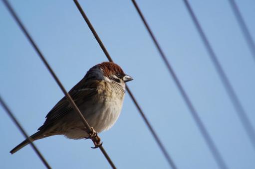 スズメ スズメ スズメ,小鳥,鳥の写真素材