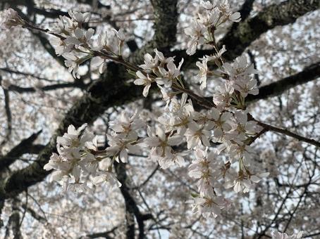 エドヒガンザクラの花 エドヒガンザクラの花の写真