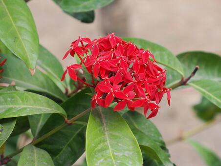 サンタンカ サンタンカ,山丹花,花の写真素材