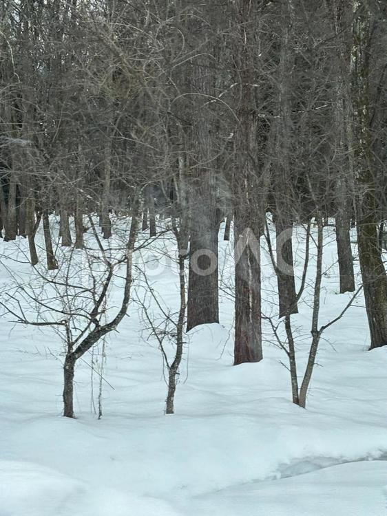 【長野県大町市】積雪の樹林 冬,木,長野の写真素材