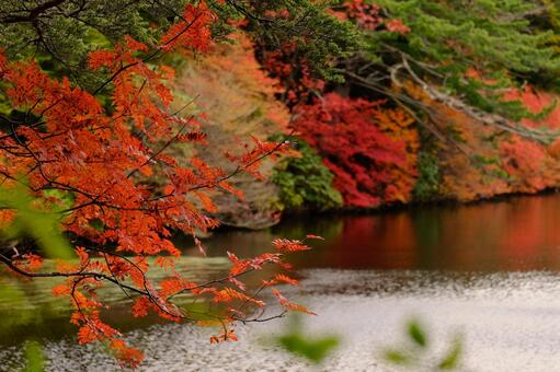 池の紅葉 池の紅葉の写真