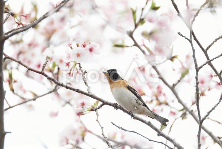 アトリと桜 アトリ,桜,花鳥風月の写真素材