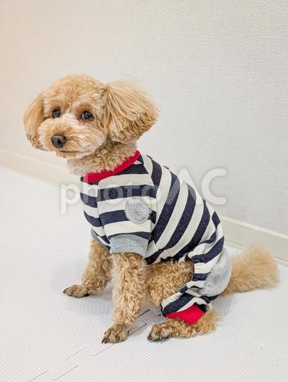 洋服を着たトイプードル 犬,洋服,服の写真素材