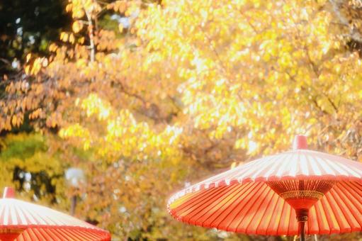 紅葉 傘,屋外,紅葉の写真素材