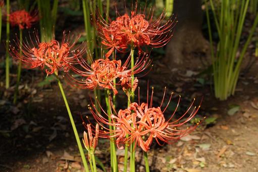 赤い彼岸花 赤い彼岸花 彼岸花,ヒガンバナ,曼珠沙華の写真素材