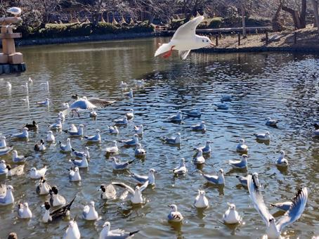池に集まるカモメと水鳥の群れ カモメ,鳥,水鳥の写真素材