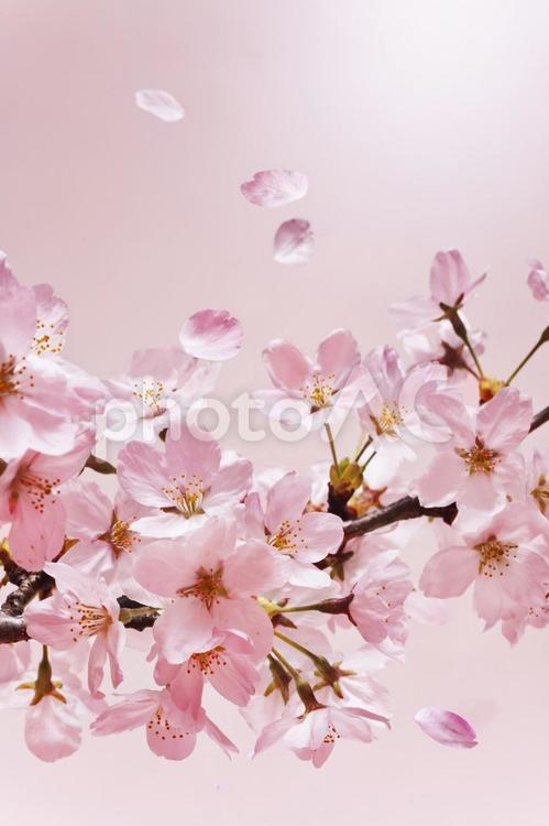桜の花と花びら 桜,桜の花,桜の花と花びら.サクラの木の写真素材