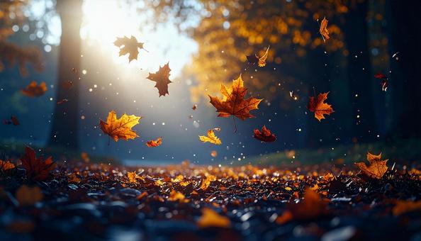 秋の森に舞う紅葉の葉と木漏れ日 秋の森に舞う紅葉の葉と木漏れ日の写真