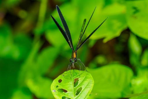 ハグロトンボ⒆ ハグロトンボ⒆の写真