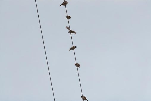 電線に止まって羽を休めるスズメの群れ 電線に止まって羽を休めるスズメの群れ スズメ,野鳥,小鳥の写真素材