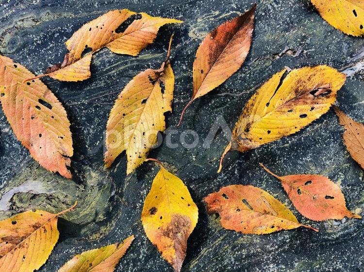落ち葉、秋のイメージ、秋の背景素材　紅葉 落ち葉,秋のイメージ,秋の背景素材の写真素材