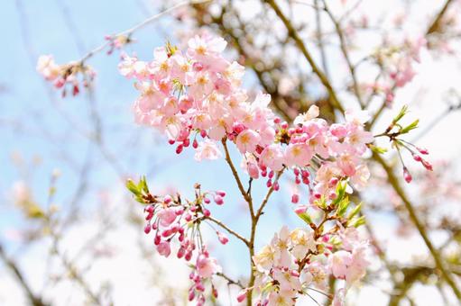 薄紅色の春めき桜 薄紅色の春めき桜の写真