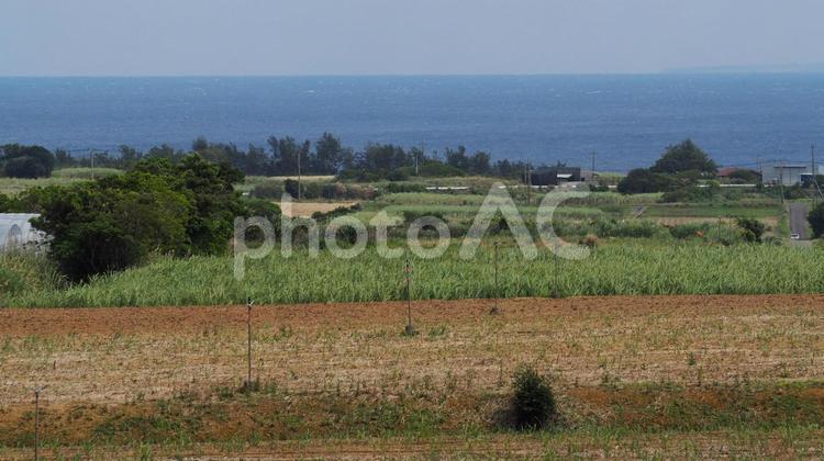 サトウキビ畑　奄美大島 風景,自然,サトウキビ畑の写真素材