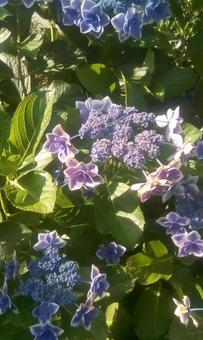紫陽花 紫陽花の写真
