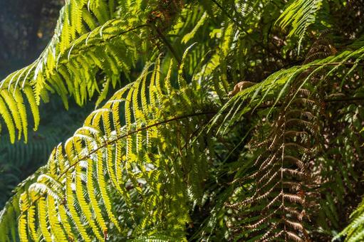 静岡県掛川市エコパの森散策路11月 日本,静岡県,掛川市の写真素材