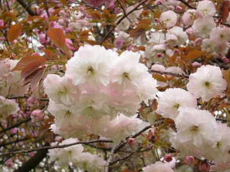 八重桜の写真