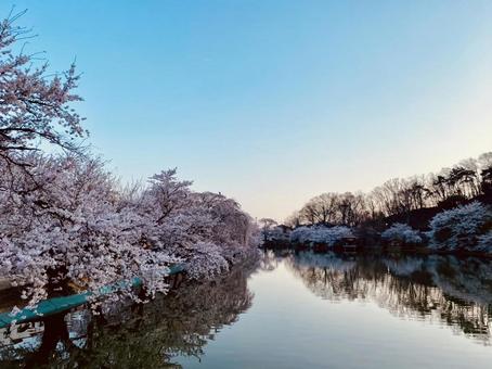 お花見の写真