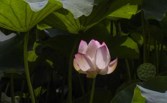 蓮の花 蓮の花の写真