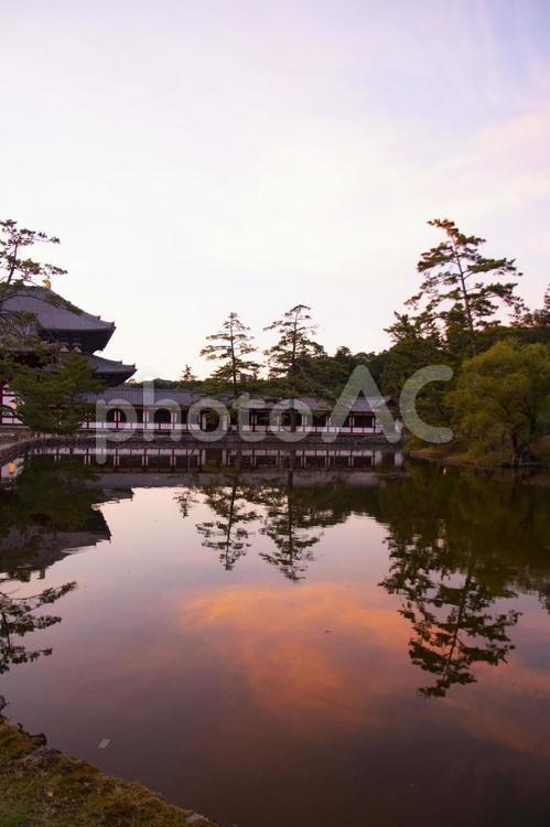 対仏殿前の池 風景,自然,木の写真素材