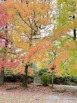 階段と紅葉 落ち葉,紅葉,木の写真素材