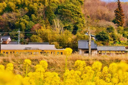春の菜の花とレトロな列車 春の菜の花とレトロな列車 レトロな列車,jr,菜の花の写真素材