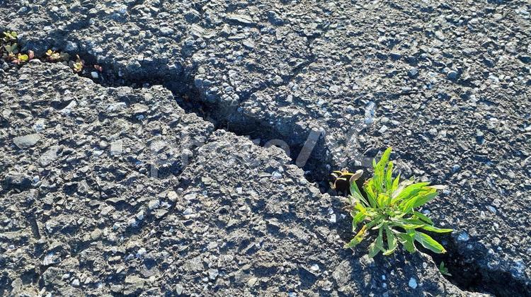 ひび割れたアスファルトから生える雑草 雑草,ひび割れ,アスファルトの写真素材