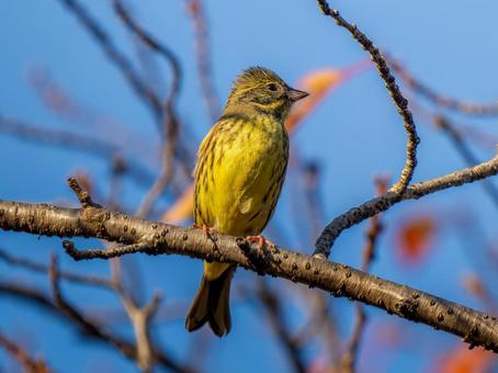 枝にとまるアオジ アオジ,野鳥,鳥の写真素材