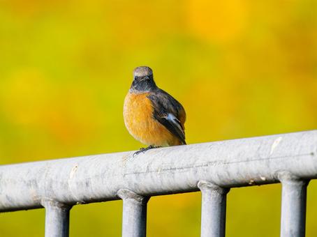 柵にとまるジョウビタキのオス・ジョビオ ジョウビタキ,ジョビオ,ジョウビタキのオスの写真素材