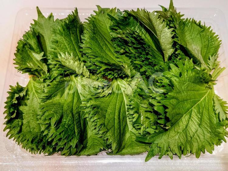 大葉 大葉,シソ,青じその写真素材