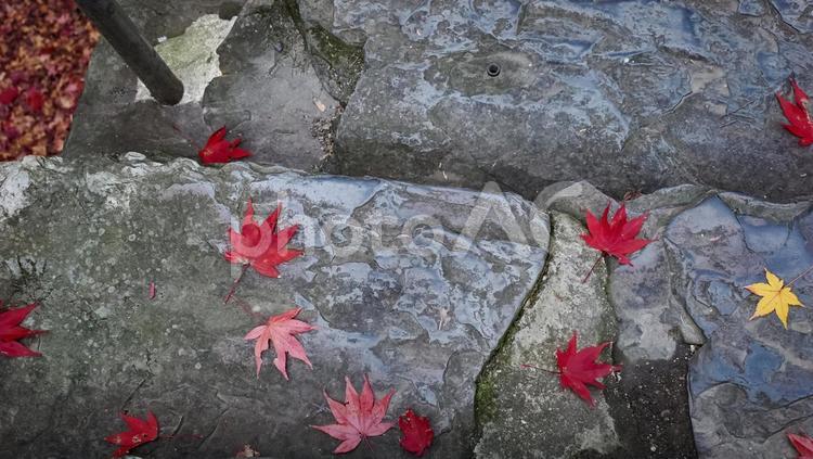 お寺の石段の紅葉 もみじ,楓,真っ赤の写真素材