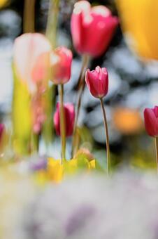 チューリップ（暗め）の写真