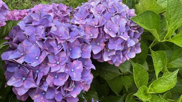 Hydrangea 2, JPG