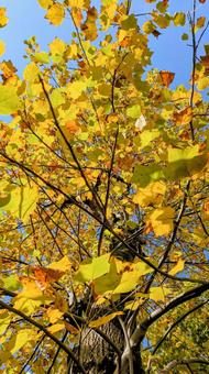 秋晴れに輝くプラタナス　光を透かすアップ 紅葉,黄葉,秋の写真素材