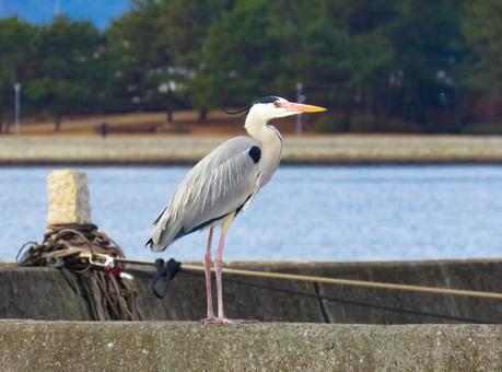 港の堤防に佇むアオサギ 港の堤防に佇むアオサギ アオサギ,野鳥,鳥の写真素材