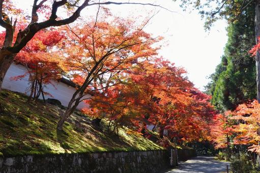 曼殊院門跡の紅葉 曼殊院門跡,紅葉,秋の写真素材
