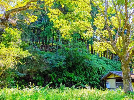 緑の景色の写真