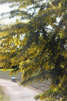Photo, natural, landscape, mimosa, 