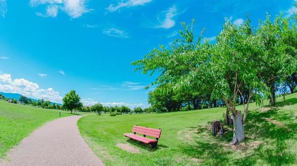 夏の公園 夏の公園 公園,芝生,自然の写真素材