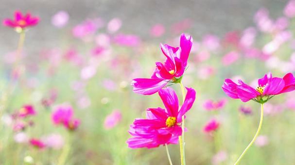 朝一のコスモス 朝一のコスモス コスモス,早朝,花の写真素材