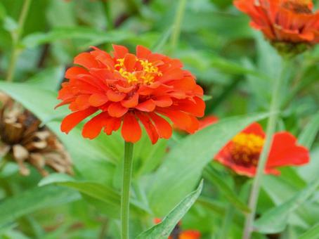 【花の写真】 ヒャクニチソウ（百日草）の写真