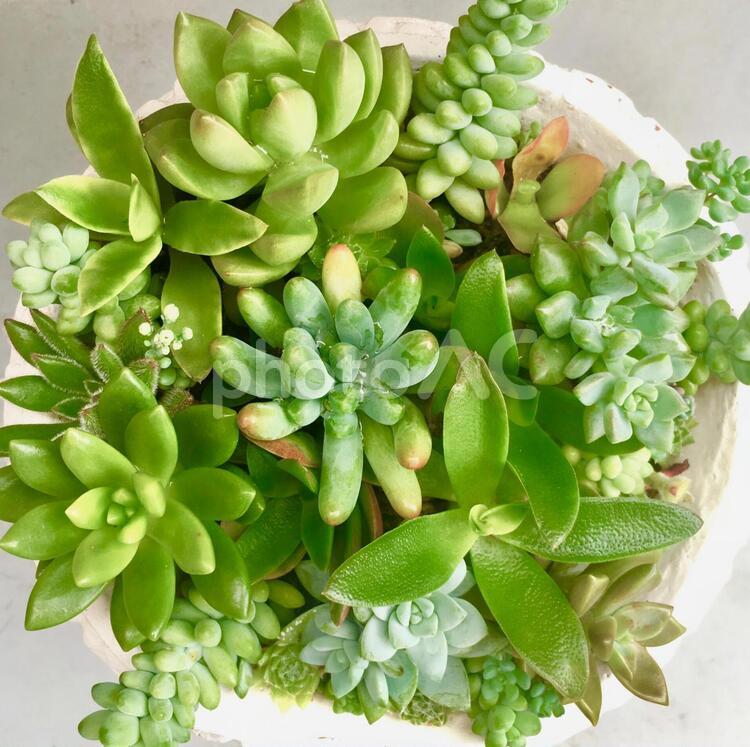 多肉植物寄せ植え（２） 多肉,多肉植物,寄せ植えの写真素材