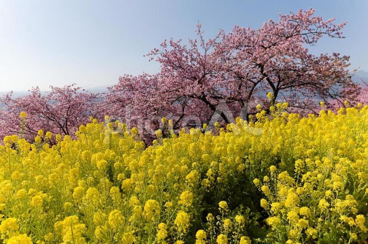 西平畑公園のまつだ桜まつりの桜と菜の花 菜の花,桜,まつだ桜まつりの写真素材