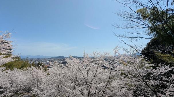 高台からの桜の眺め 高台からの桜の眺めの写真