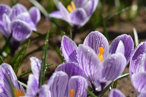 Crocus ②, JPG