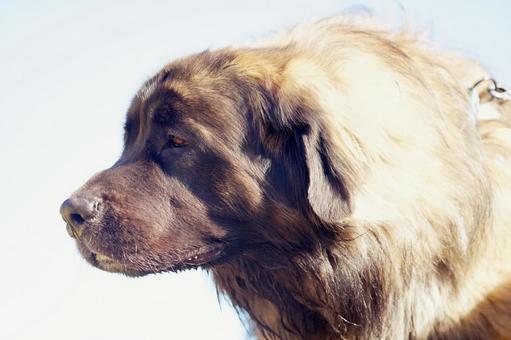 レオンベルガーのポートレート 犬,レオンベルガー,大型犬の写真素材