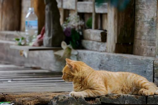 猫(215) 猫(215)の写真