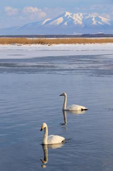 白鳥・湖 白鳥・湖 ハクチョウ,コハクチョウ,自然の写真素材