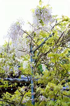 藤の花 藤の花 屋外,晴れ,晴天の写真素材
