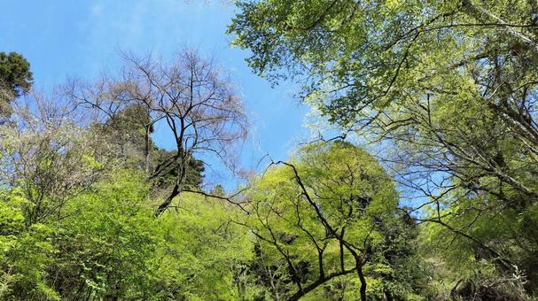 新緑と空 新緑,春,青空の写真素材