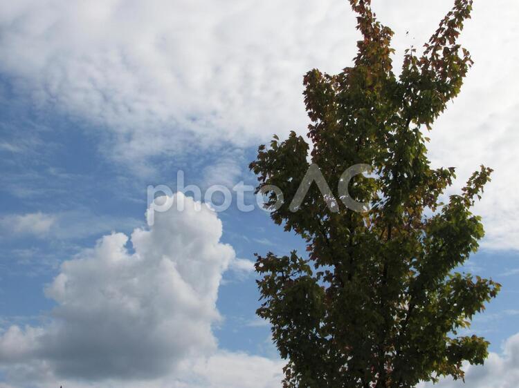 秋空の雲と紅葉を迎える木 秋,秋空,秋の雲の写真素材
